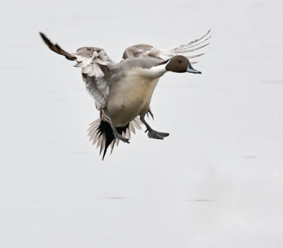 Northern Pintail, Landing