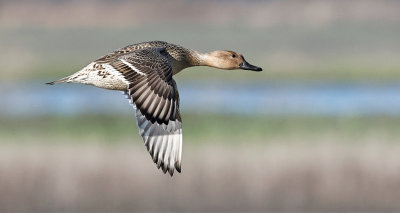 Northern Pintail