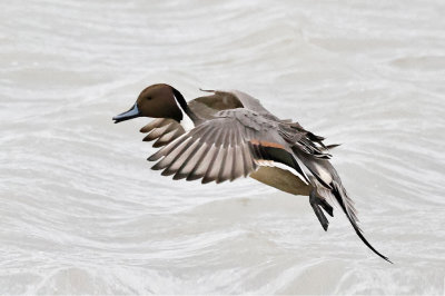 Northern Pintail 