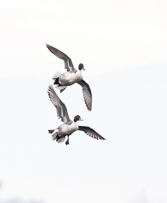 Northern Pintails 