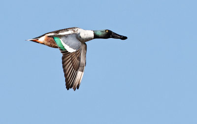 Northern Shoveler