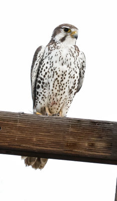 Prairie Falcon