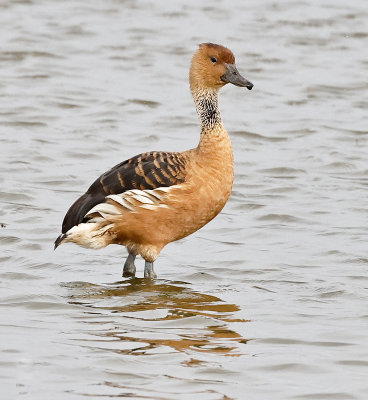 fulvous_whistling_duck