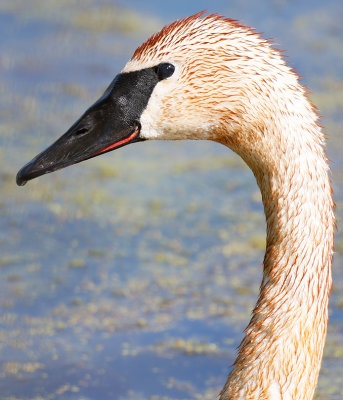Trumpeter Swan Portrait