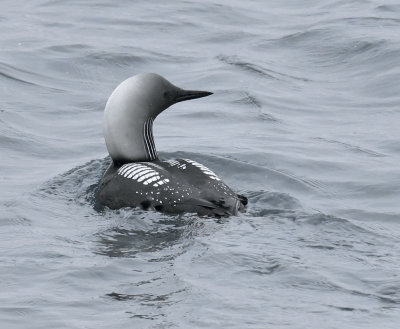 pacific_loon