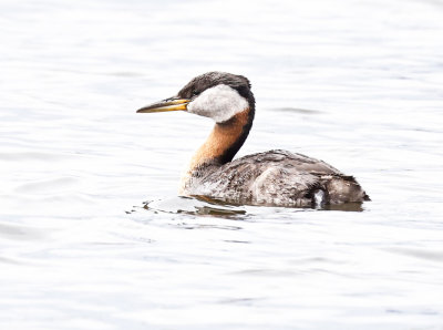 Red-necked Grebe