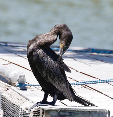 Neotropic Cormorant 