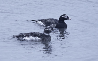 Long-tailed Duck Pair 