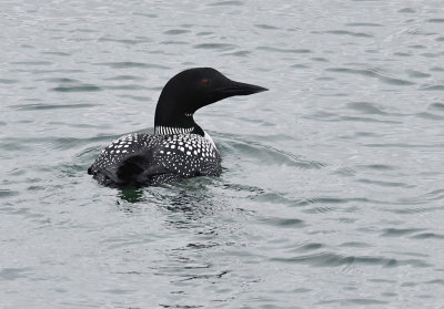 Common Loon 