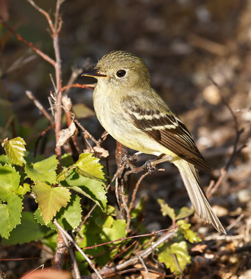 Yellow-bellied Flycatcher