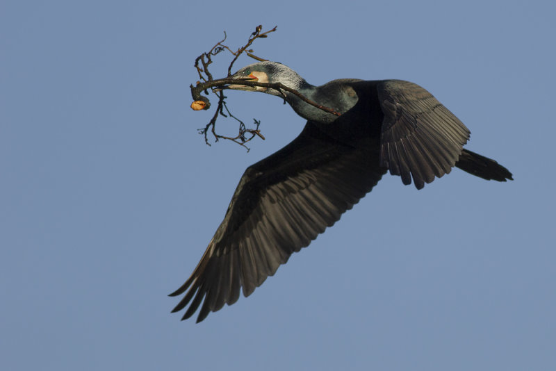 Great Cormorant / Aalscholver