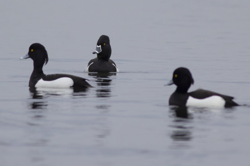 Ring-necked Duck / Ringsnaveleend