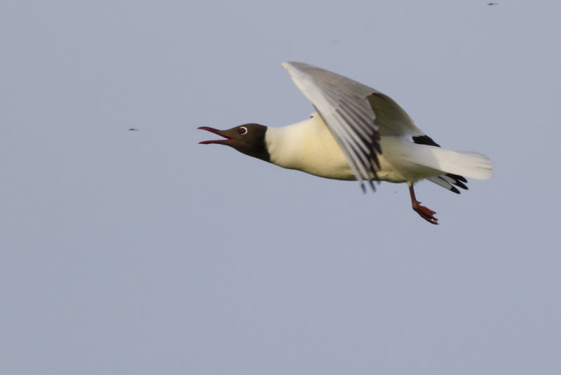 Black-headed Gull, catching insects / insectenvangende Kokmeeuw