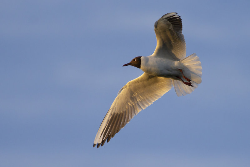 Black-headed Gull / Kokmeeuw