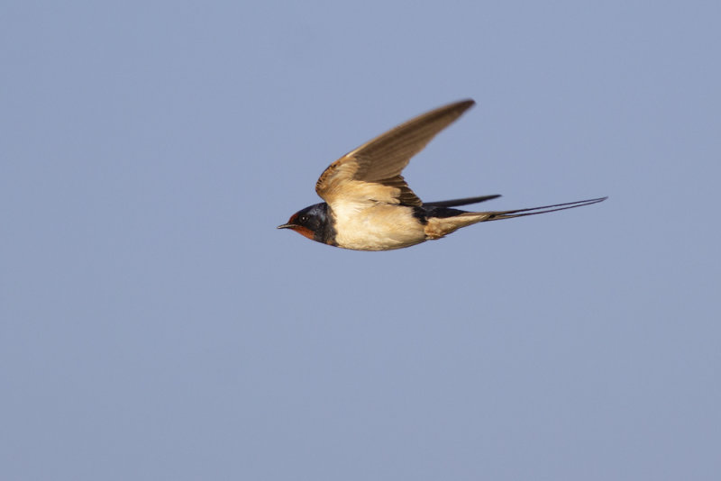 Barn Swallow / Boerenzwaluw