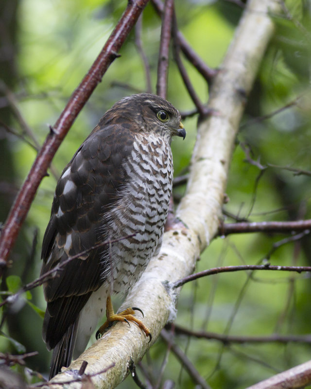 Eurasian Sparrowhawk / Sperwer