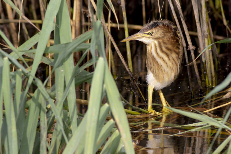Little Bittern / Woudaapje