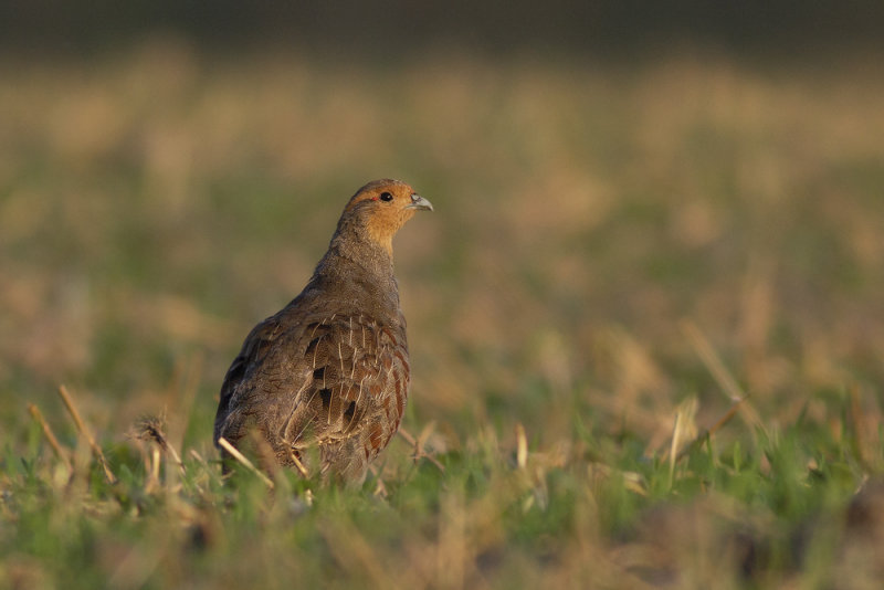 Grey Partridge / Patrijs