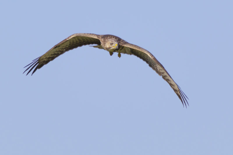 Common Buzzard / Buizerd