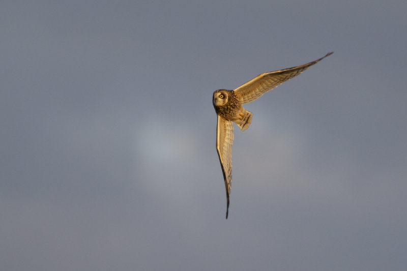 Short-eared Owl / Velduil