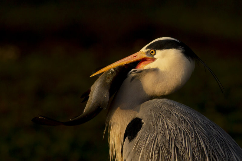 Grey Heron / Blauwe Reiger