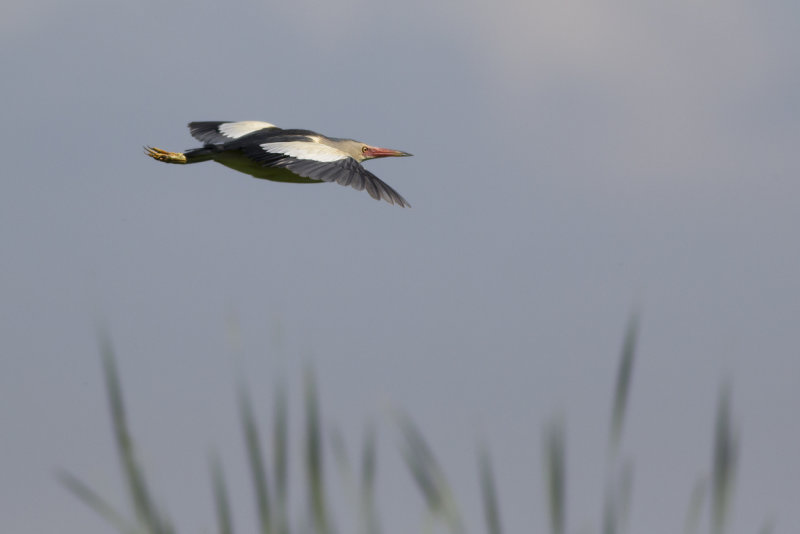Little Bittern / Woudaapje