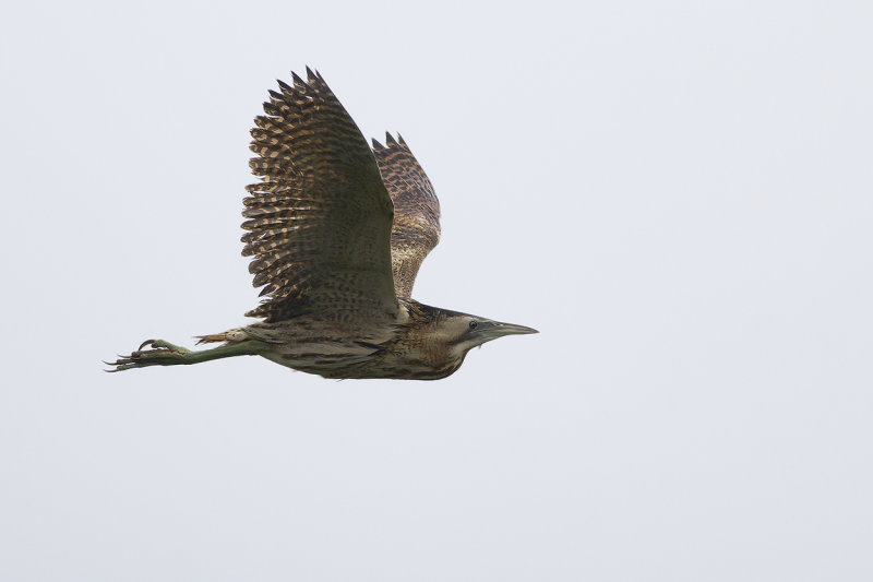 Great Bittern / Roerdomp