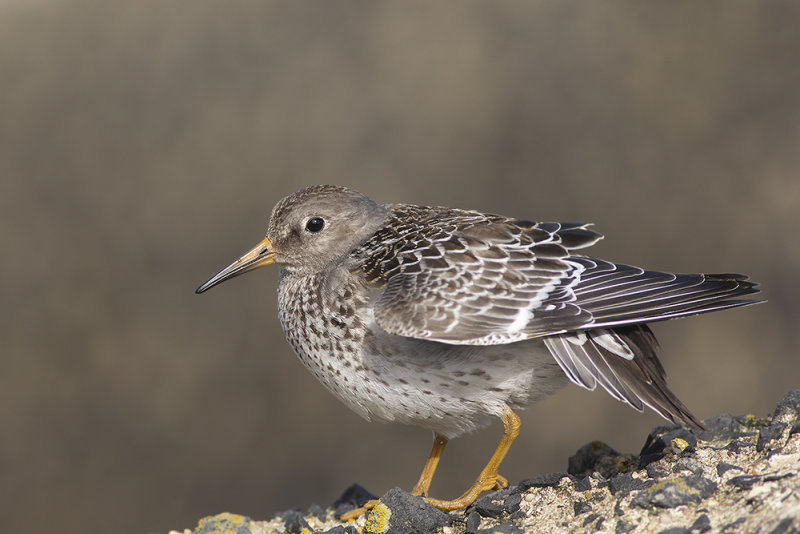 Purple Sandpiper / Paarse Strandloper