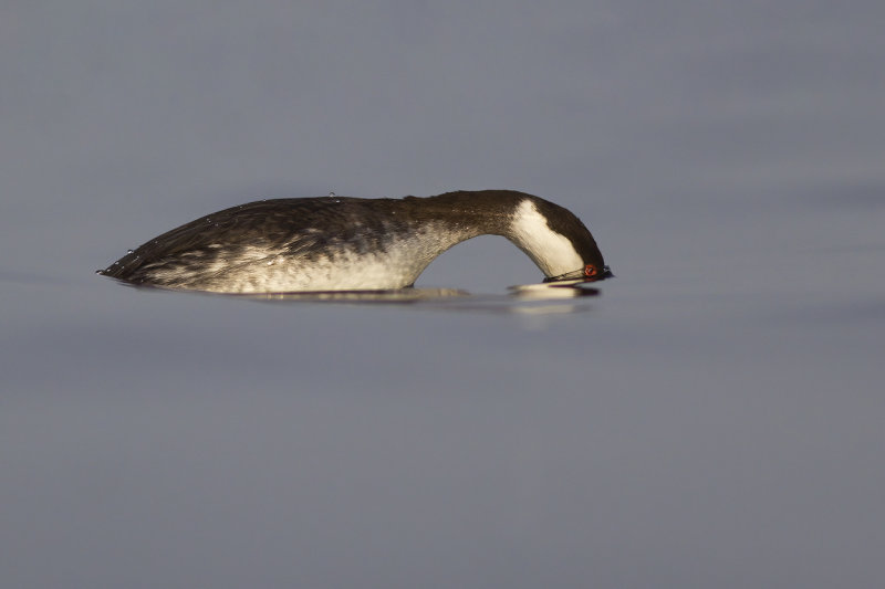 Horned Grebe / Kuifduiker