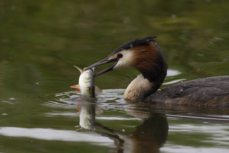 Fuut met voorn - Podiceps cristatus
