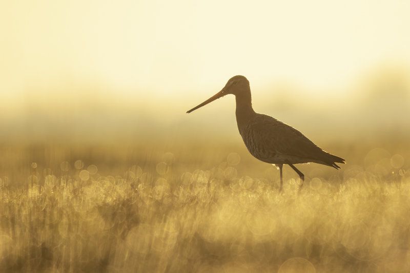 Black-tailed Godwit / Grutto