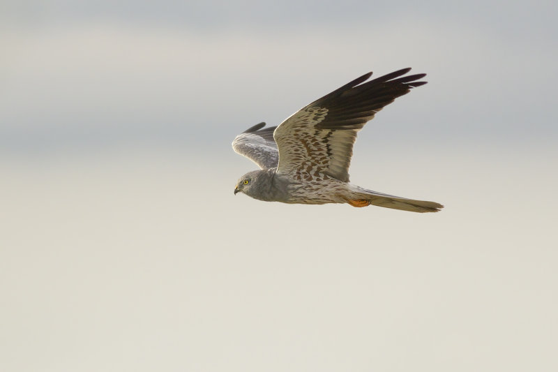 Montagus Harrier / Grauwe Kiekendief