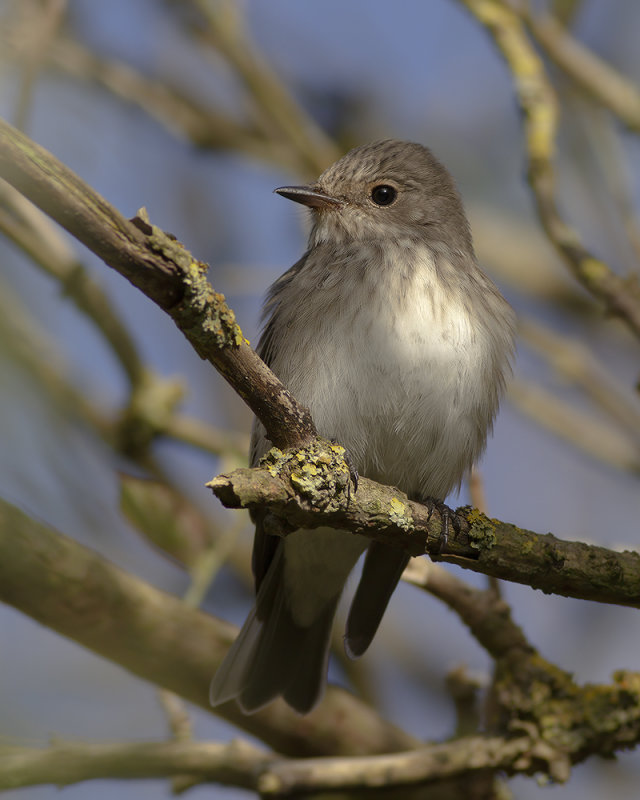 Grauwe Vliegenvanger / Spotted Flycatcher
