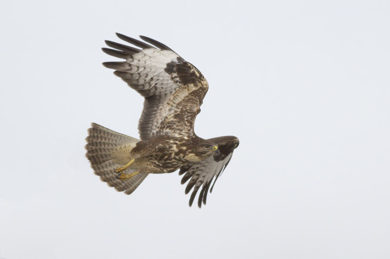 Buizerd / Common Buzzard
