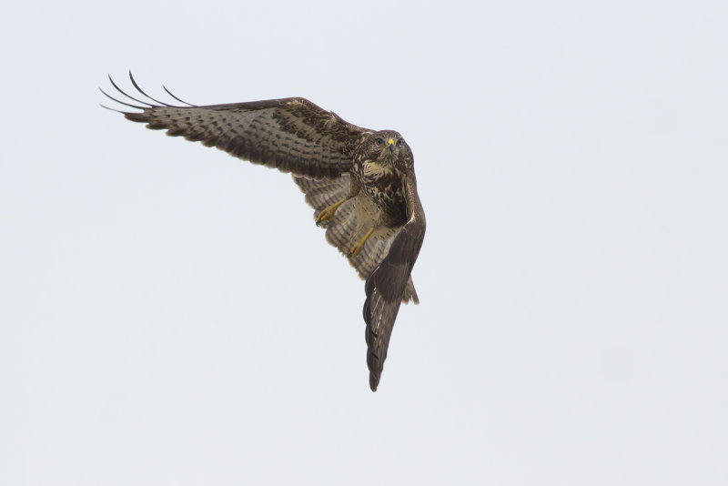 Buizerd / Common Buzzard
