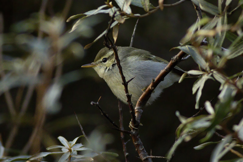 Swinhoes Boszanger / Two-barred Leaf Warbler