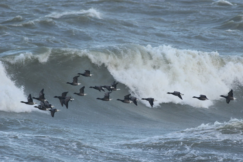 Rotganzen - Brant Geese - Branta bernicla
