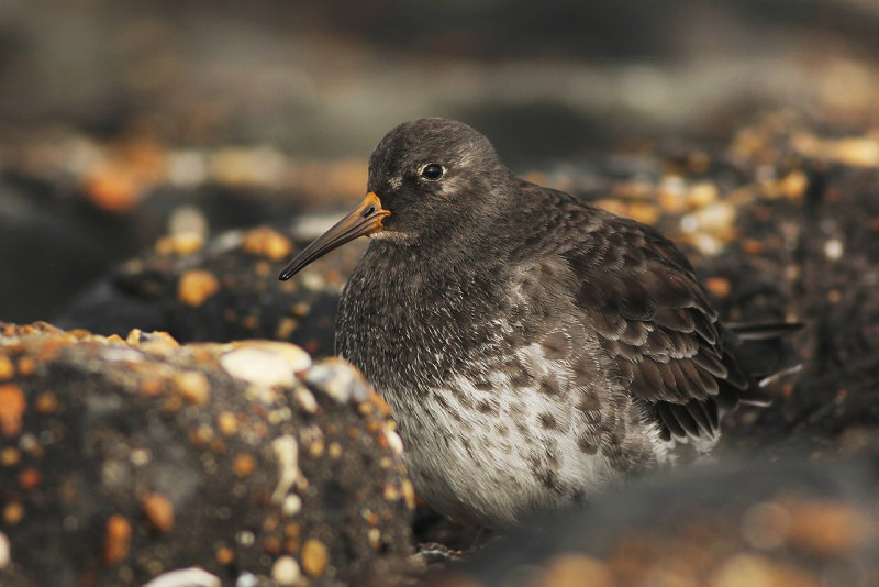 Paarse Strandloper - Purple Sandpiper