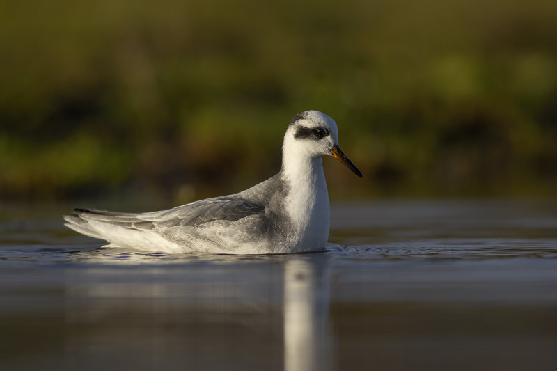 Rosse Franjepoot / Grey Phalarope