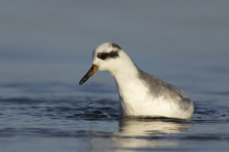 Rosse Franjepoot / Grey Phalarope