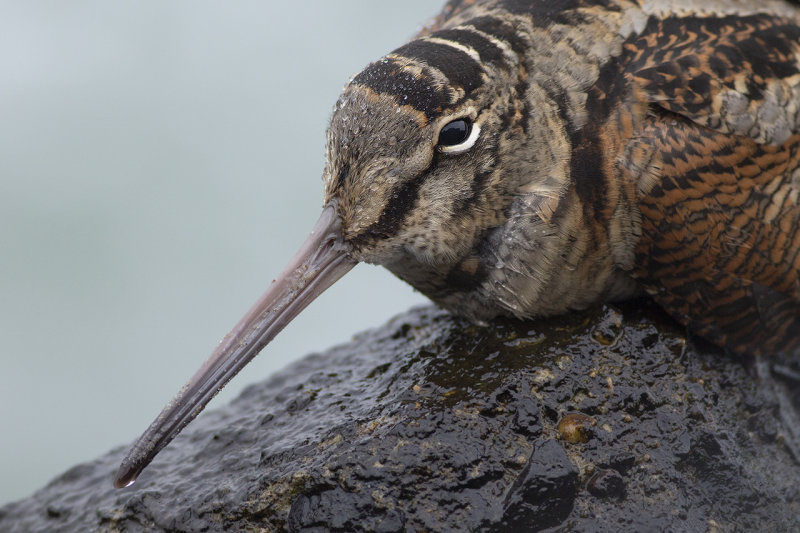 Houtsnip / Eurasian Woodcock
