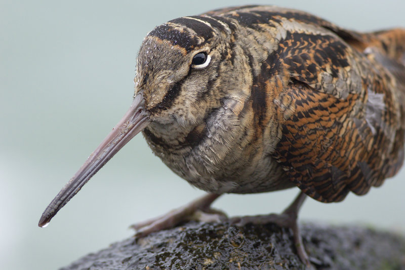Houtsnip / Eurasian Woodcock