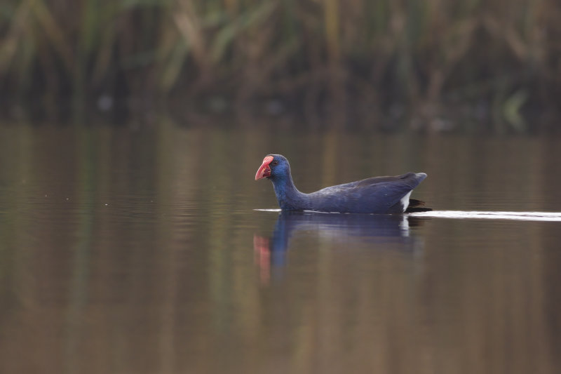 Purperkoet / Western Swamphen