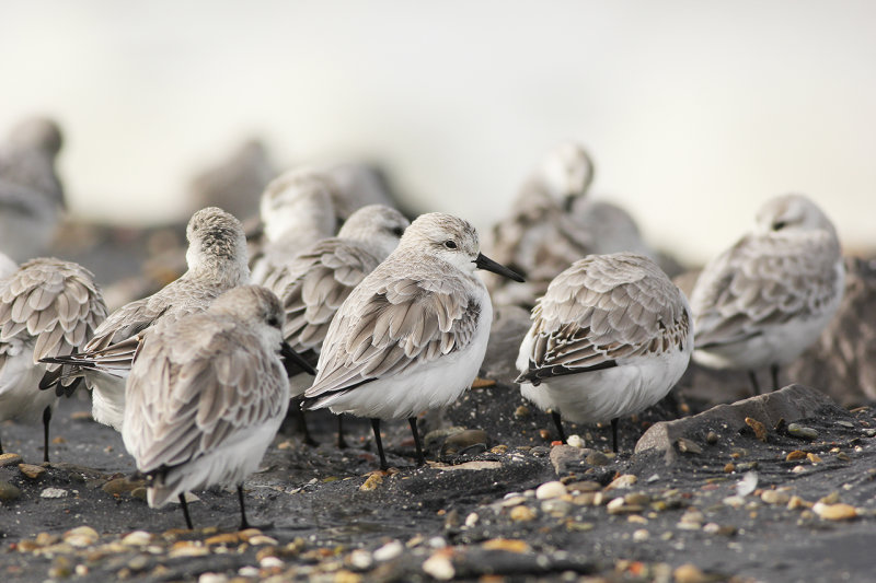 Drieteenstrandlopers / Sanderlings