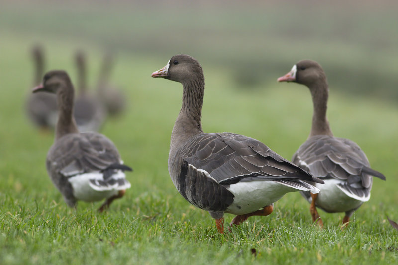 Kolganzen / Greater White-fronted Geese
