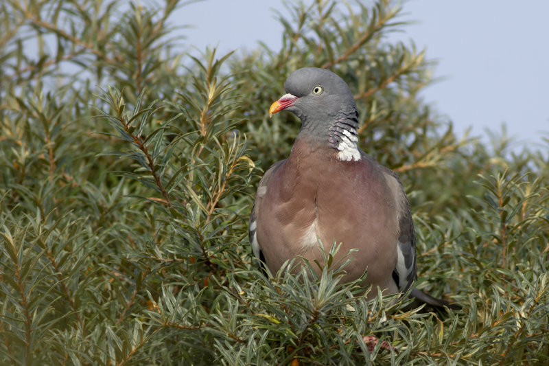 Houtduif / Common Wood Pigeon