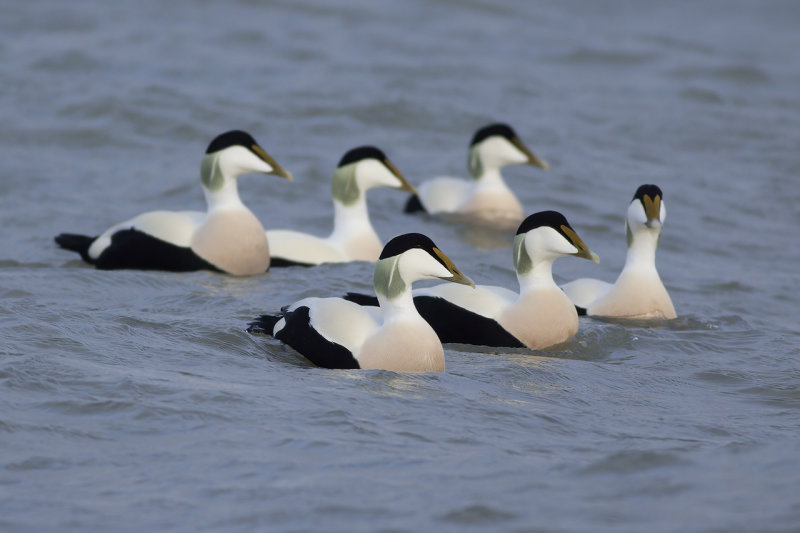 Eiders / Common Eiders