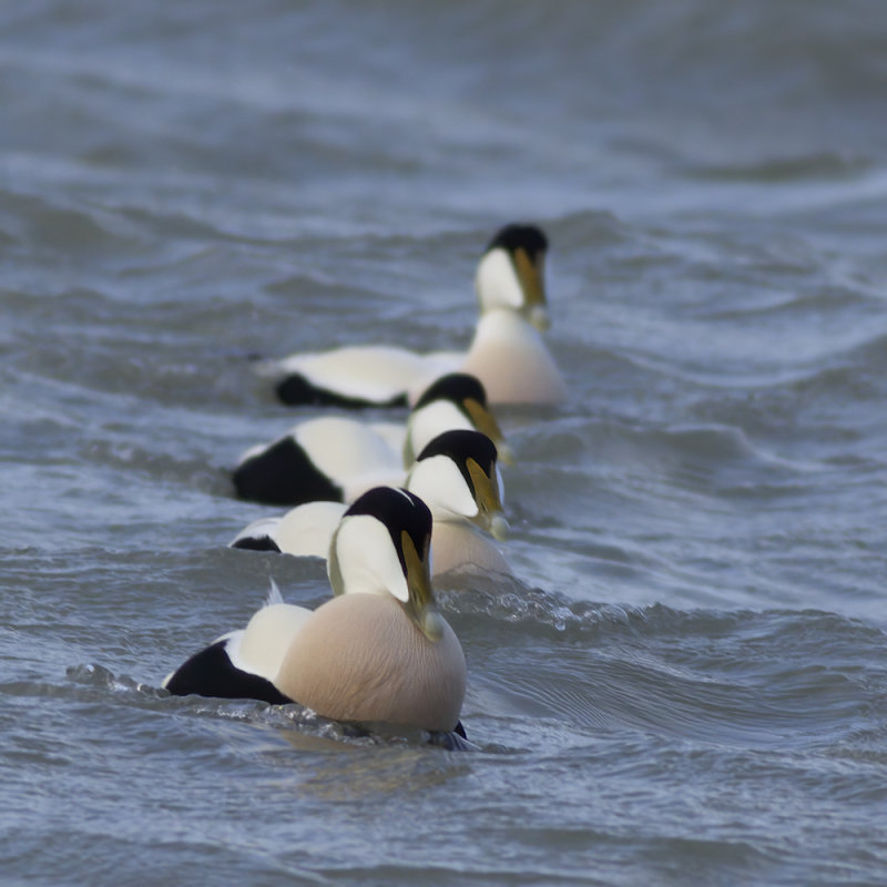 Eiders / Common Eiders