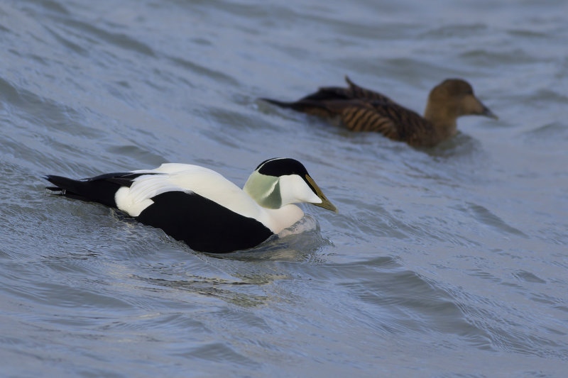 Eiders / Common Eiders