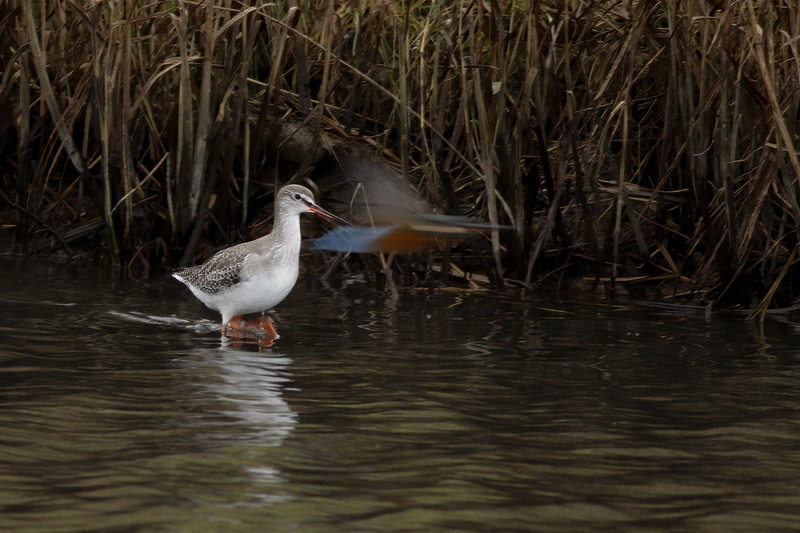 Zwarte Ruiter / Spotted Redshank